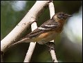 _6SB2123 bay-breasted warbler female